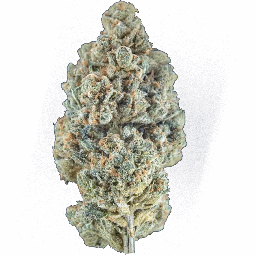 Polar Pulse | 7G Jar