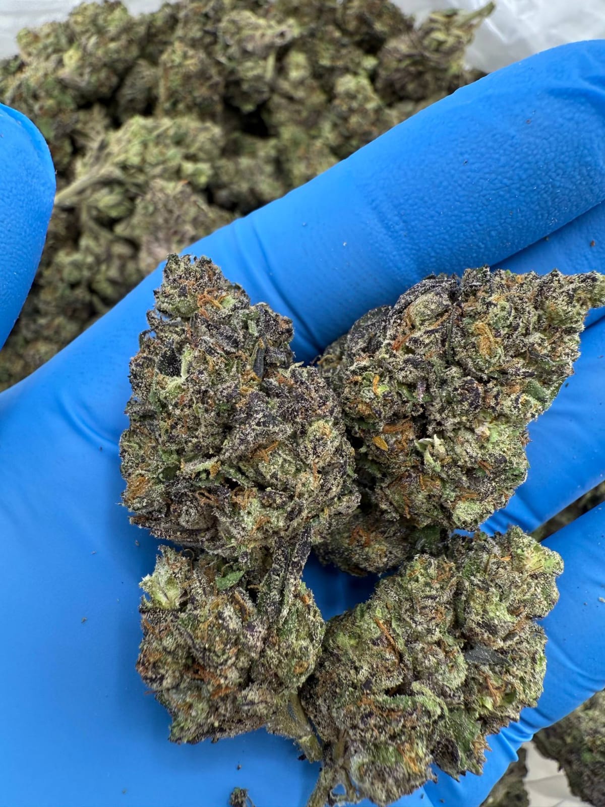 Cherry Lime Gelato