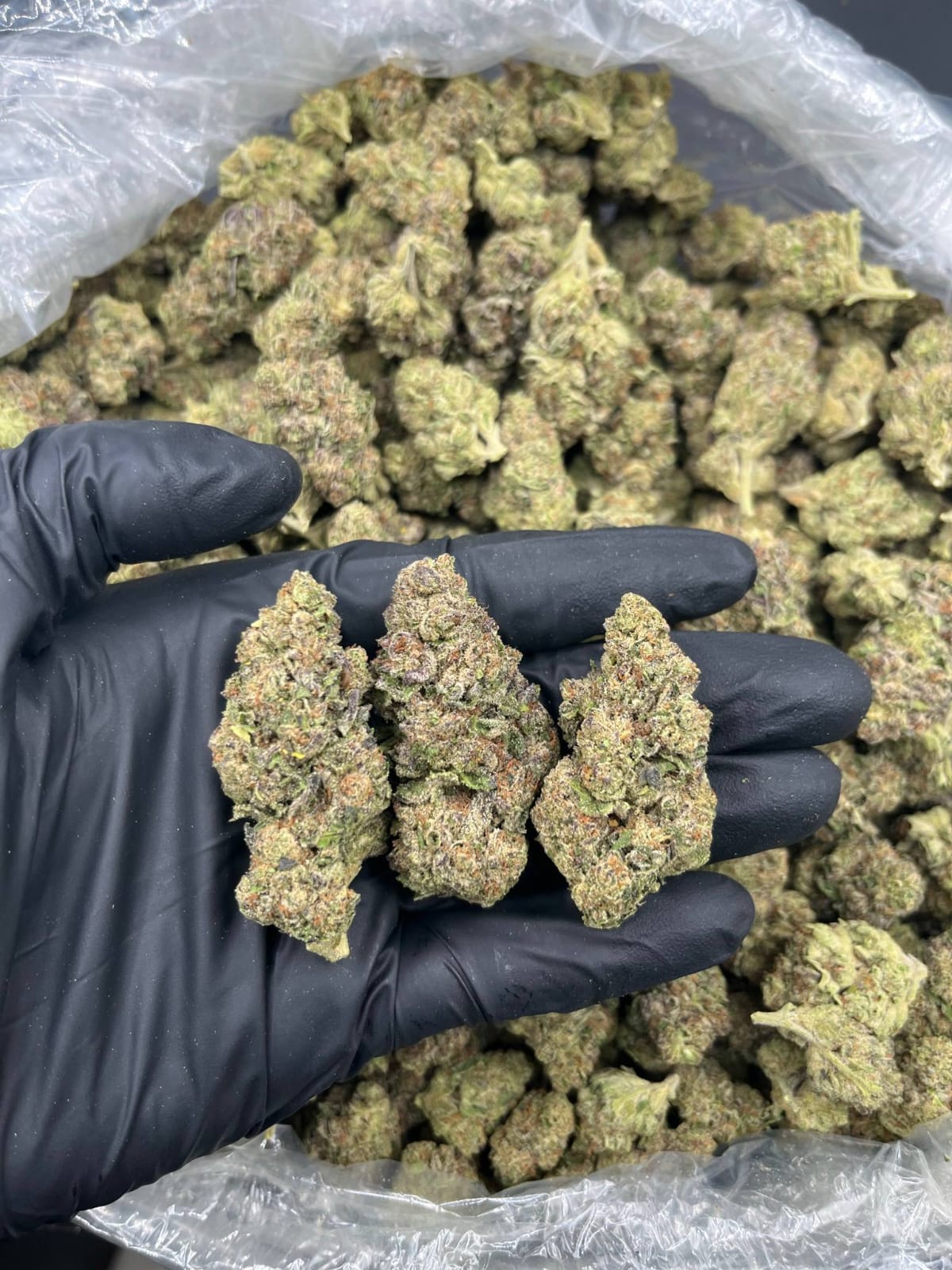 Gelato