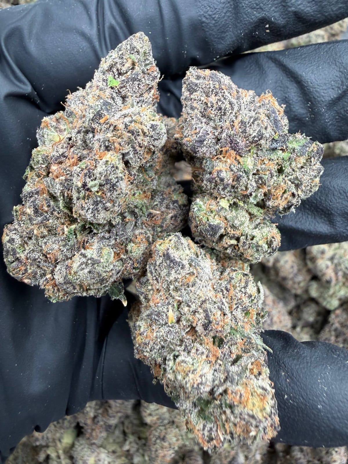 Guava