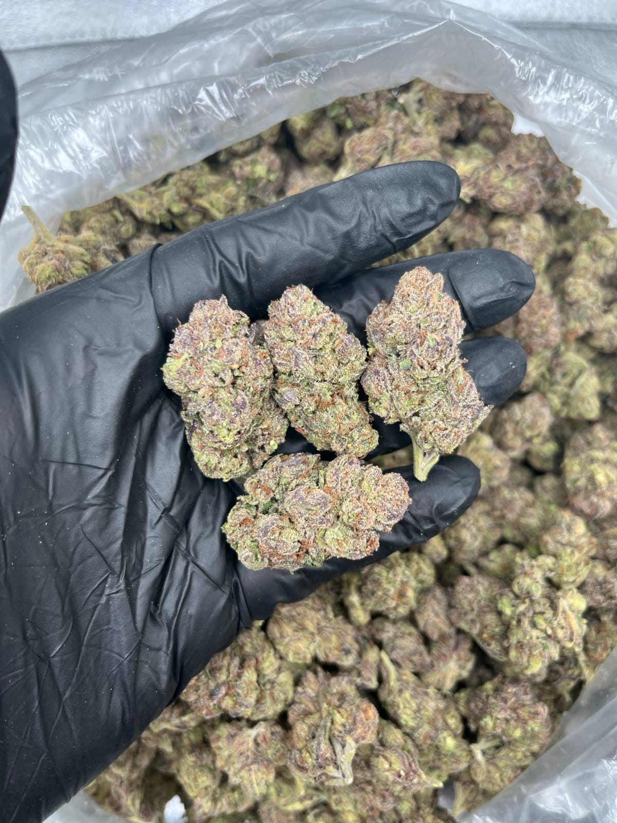 Lemon Cherry Gelato