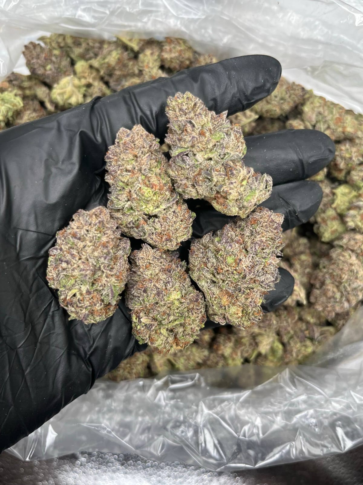Purple Cream