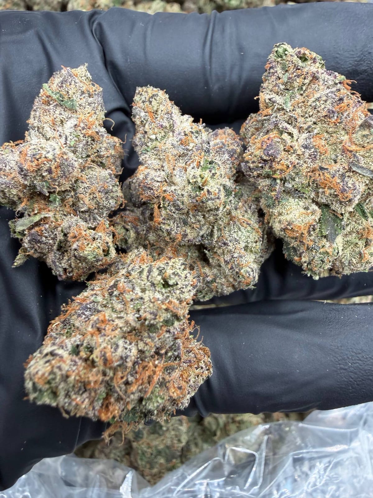 White Cherry Gelato